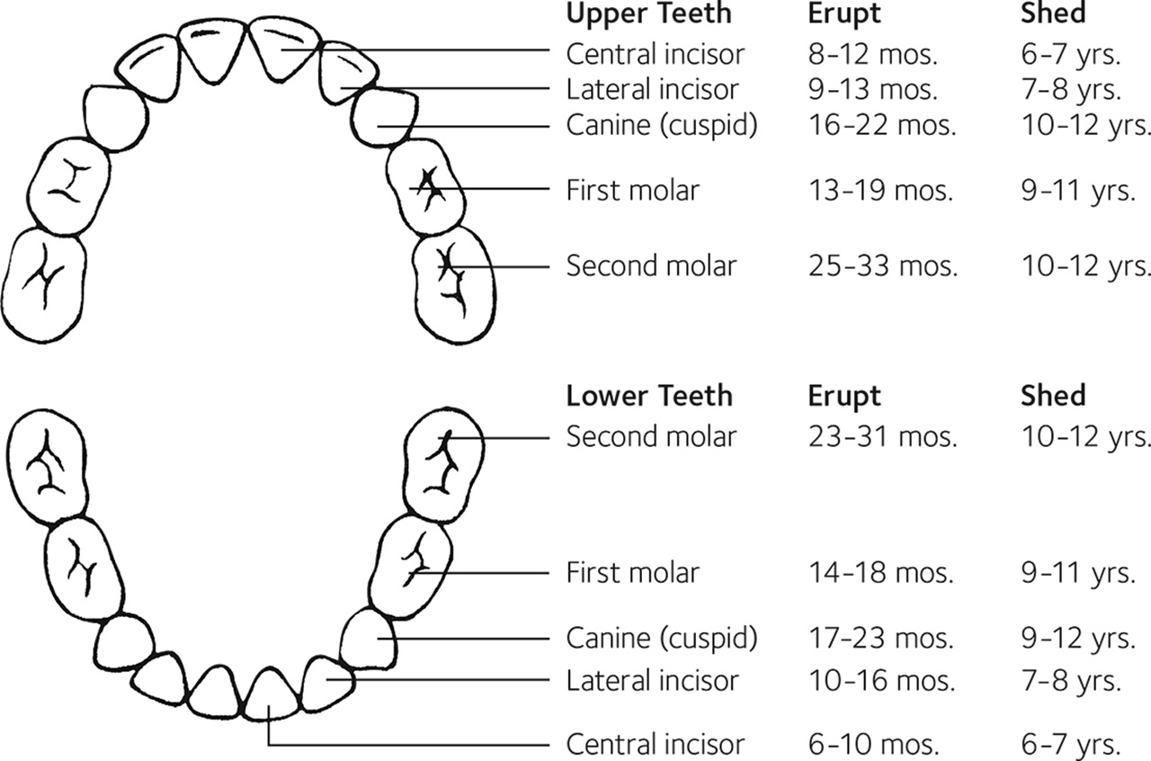 Baby Teeth Eruption Chart