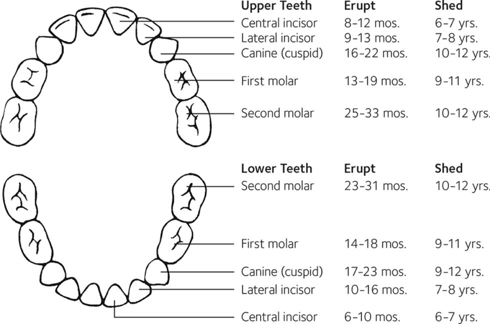 baby-oral-care-baby-teeth-matter-sweet-water-dentistry